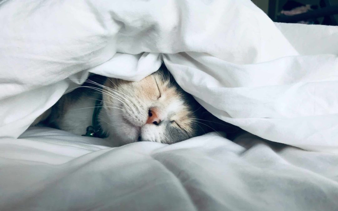 IELTS Reading Test Short Answer Questions – The Importance of Sleep